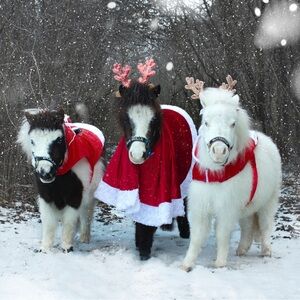 Meet your Posher, Jodie